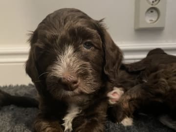 Labradoodle · Skultuna · Björn M.