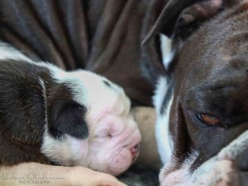 Continental Bulldog · Harestad · Hogwart's