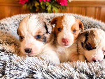 Emterborns