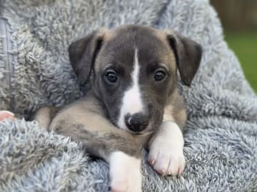 Whippet · Vålberg · Alternova Whippet