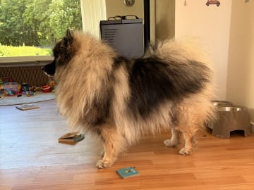 Keeshond · Nordborg · Caroline P.