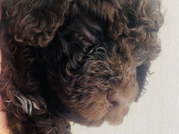 Lagotto romagnolo · Djursholm · Redéns Lagotto