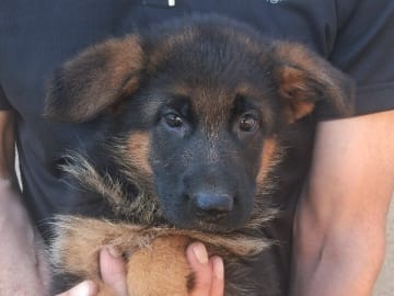 Tysk Schäferhund · Sölvesborg · Ebafarmens