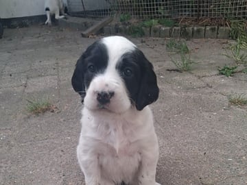 English Setter · Sulsted · Østkysten's