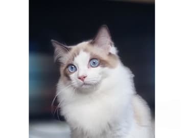 Ragdoll · Väse · SE*Wernigerodes