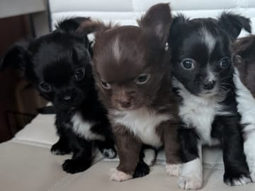 Chihuahua Långhåriga · Stenhamra · Cattlegirls