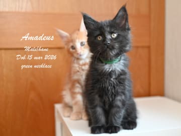 Maine Coon · Ugglarp · WH Jolly Tail’s