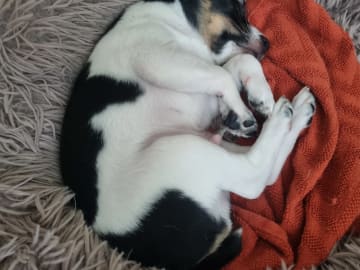 Dansk-svensk gårdshund · Karlstad · Pepparkakshusets kennel