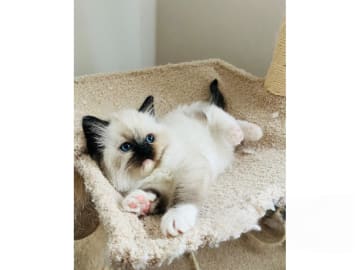 Ragdoll · Trollhättan · SE*Sapphire Blue Eyes