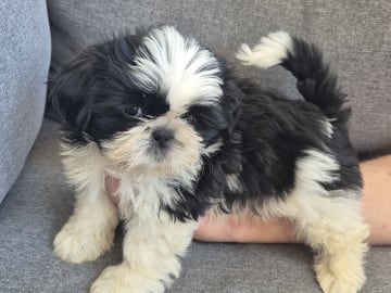 Shih tzu · Upplands Väsby · Majonies