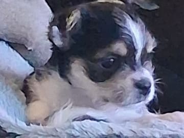 Yorkie malteser shi tzu og chih blanding · Hønefoss · Linda Regine Hauge S.