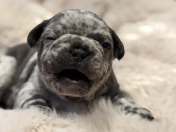 French Bulldog · Hörby · Chubby cheeks
