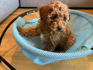 Toy Poodle · Landskrona · Yuliia K.