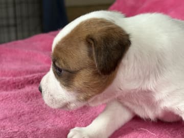 Jack russell terrier · Bollnäs · Most Wanted’s JackRussellTerrier.