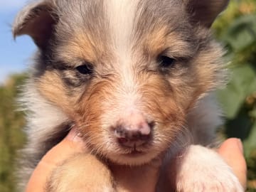 Shetland sheepdog · Jaren · Anne-Karin Scheen