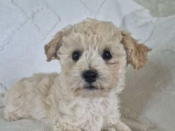 Maltipoo · Hässleholm · Daniela K.
