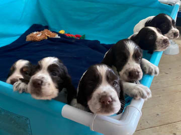 Engelsk springer spaniel · Västra Ämtervik · Favours