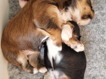 Havanese · Næstved · Tania Alexander