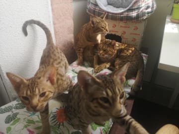 Ocicat · Nyköping · SE*Aspkatter
