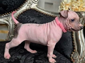 American Hairless Terrier · Upplands Väsby · AHT