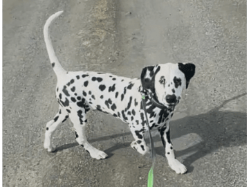 Dalmatiner · Frekhaug · Kennel Shospot