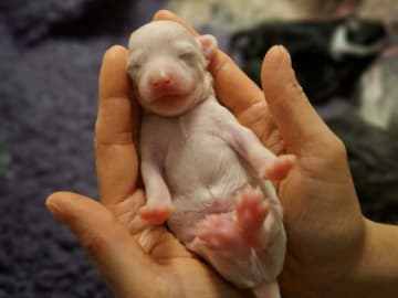 Chinese crested dog · Smedjebacken · Joffers