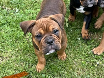 Olde English Bulldogge · Malmö · Ulrika L.