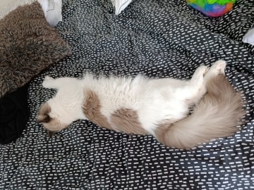 Ragdoll · Uppsala · Anna r.