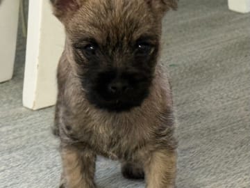 Cairnterrier · Grillby · Stoneglade's