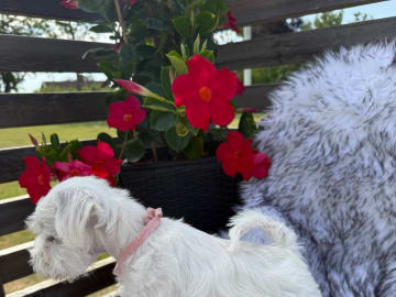 Dvärgschnauzer · Vara · Snowie Shine’s Kennel