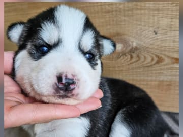 Siberian Husky/Alaska Husky · Kolbu · Bjerkehagen Husky