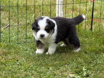 Miniature American Shepherd · Vittsjö · Kewonne
