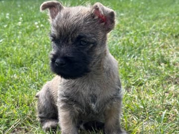 Cairnterrier · Grillby · Stoneglade's