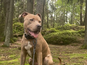 Pitbull/bully · Hisings Backa · Gabriella B.