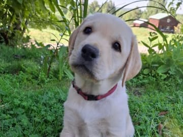 Labrador retriever · Näsåker · Holaforsens