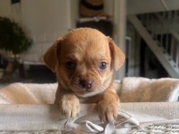 Chihuahua/Fransk bulldog · Vallda · Anna B.