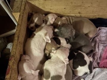 Staffordshire bullterrier · Skogn · Viking Stafforsdshire