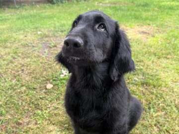 Flat coated retriever · Rånäs · Itans Ljuva