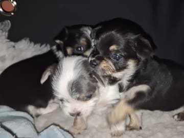 Yorkie malteser shi tzu og chih blanding · Hønefoss · Linda Regine Hauge S.