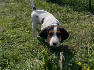 Halden Hound (Haldenstøver) · Tangen · Lykkelosberget