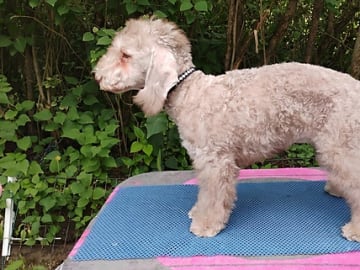 Bedlingtonterrier · Magnor · Blue Light