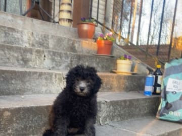 Shihpoo