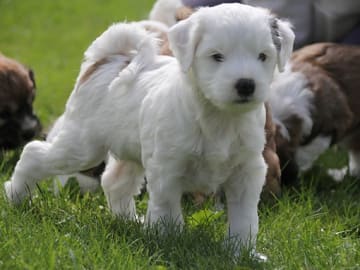 Tibetan Terrier · Halden · Lena Mari Fjeld
