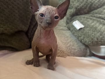 Sphynx · Skogås · Filippa J.