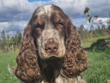 Cocker spaniel · Helsingborg · Sofie F.