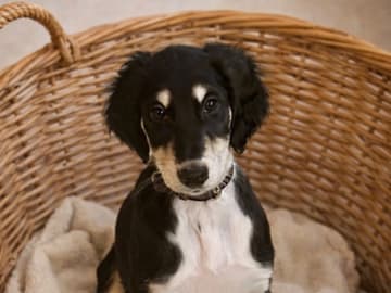 Saluki · älvkarleby · Lags