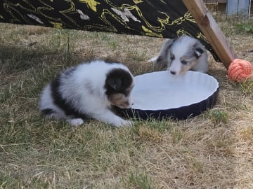 Shetland sheepdog