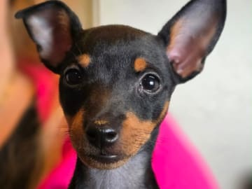 English toy terrier · Luleå · Snowfly's