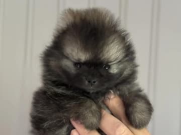 Pomeranian · Gran · Villa Mimola