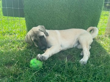 Kangal çoban köpegi · Skurup · Lindbyhill